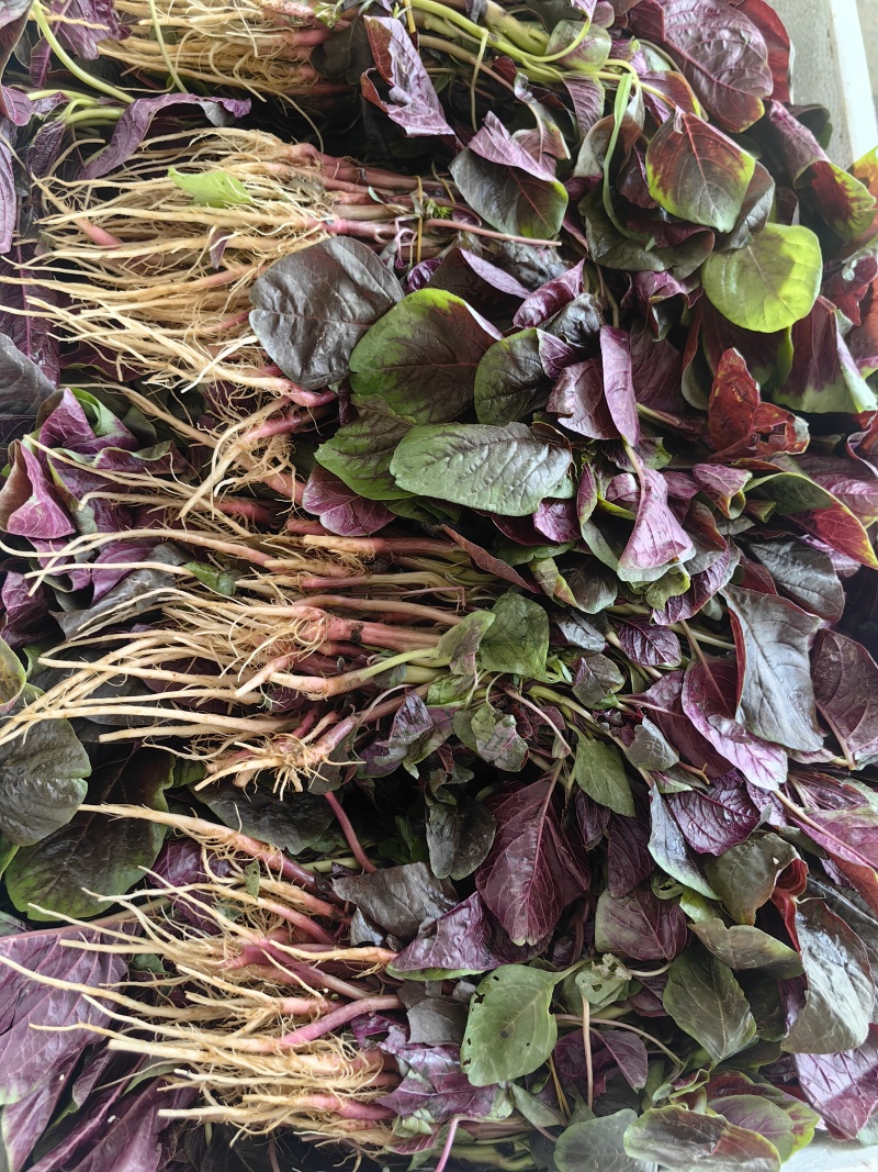 汗菜产地一手货源支持视频看货保质保量欢迎订购