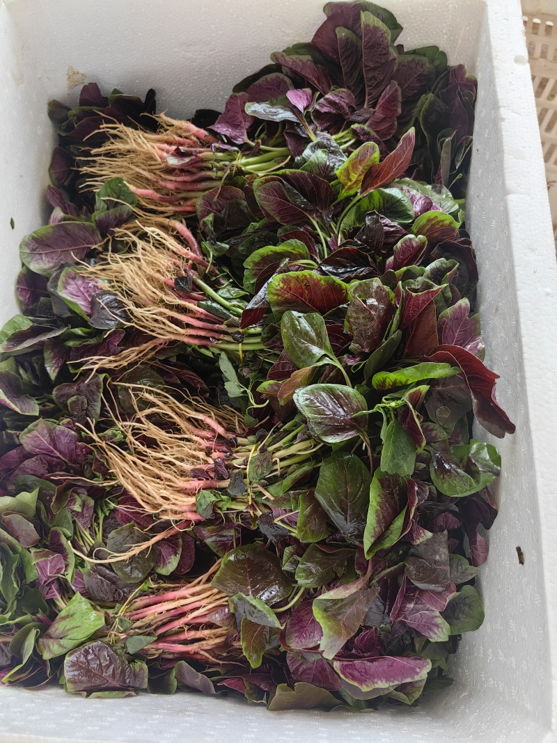 汗菜产地一手货源支持视频看货保质保量欢迎订购