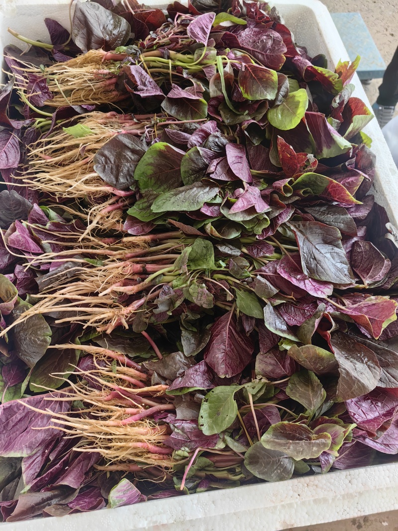 汗菜产地一手货源支持视频看货保质保量欢迎订购