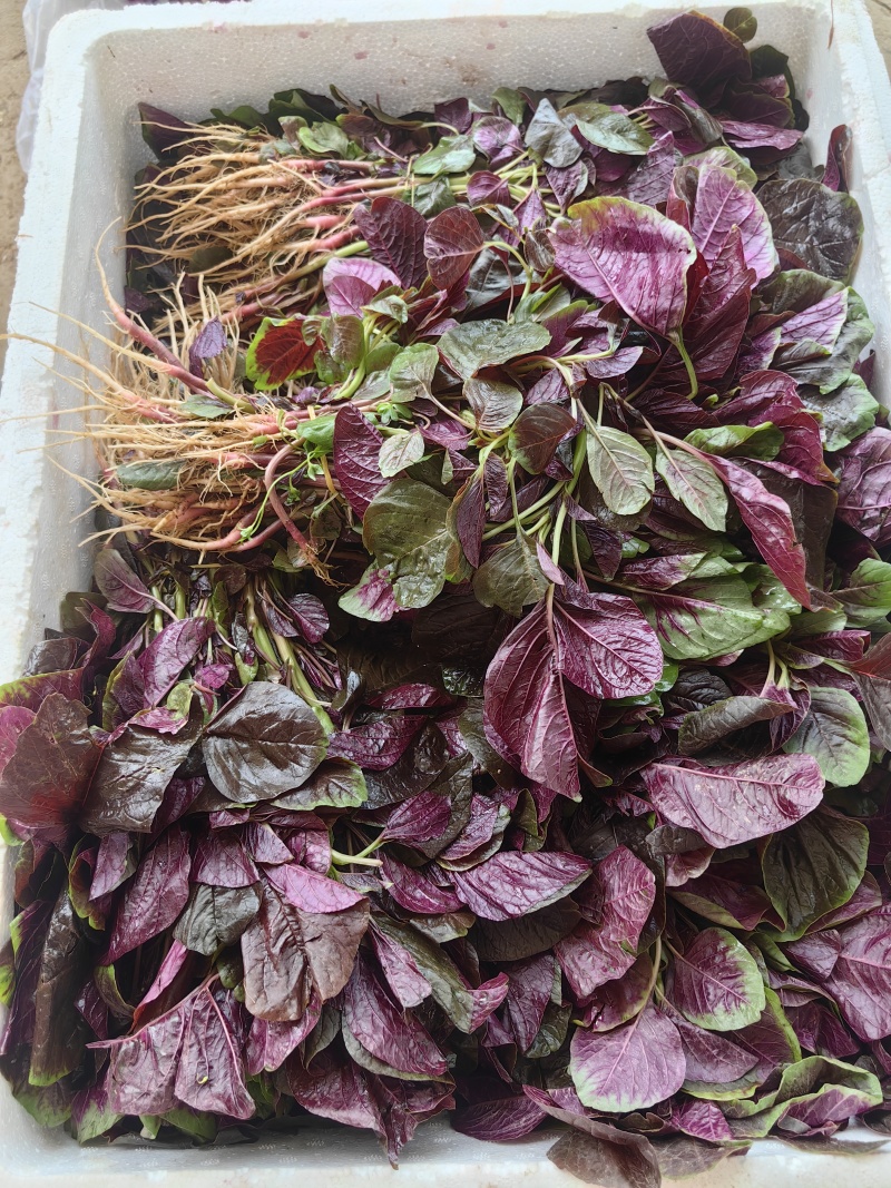 汗菜产地一手货源支持视频看货保质保量欢迎订购