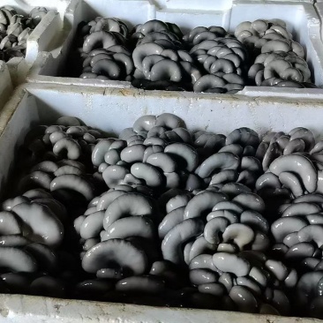 精品平菇基地直发量大从优价格美丽欢迎来电