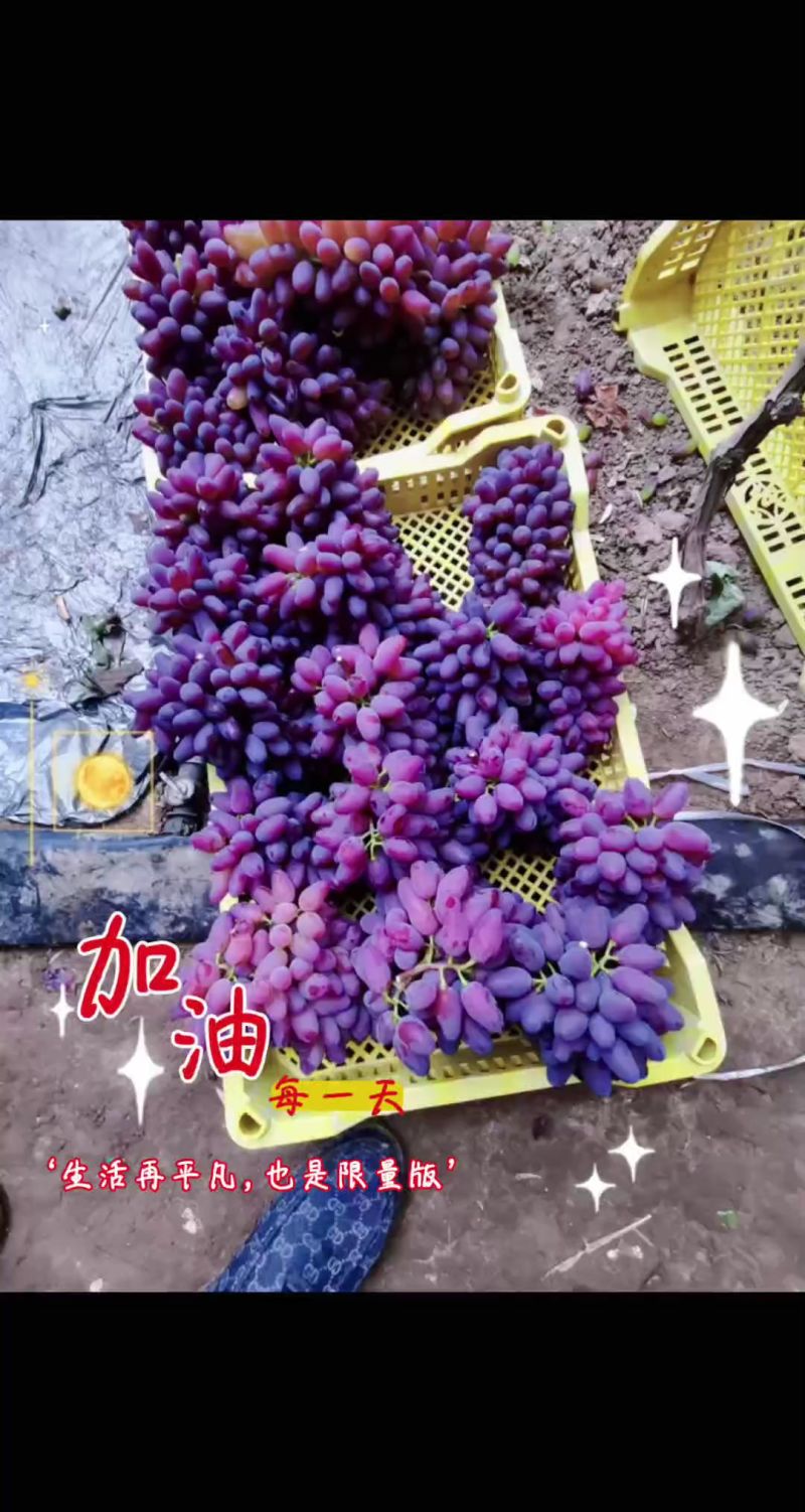 茉莉香葡萄大量供应对接全国市场商超社区团购欢迎来电