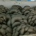 精品平菇基地直发量大从优价格美丽欢迎来电