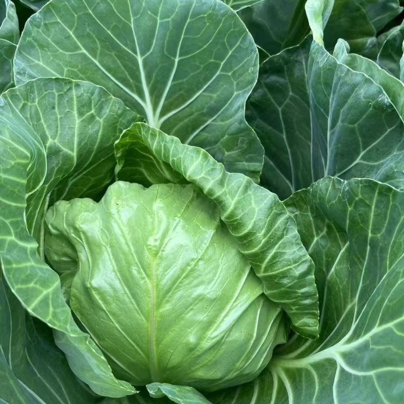 璐通抗病韩绿甘蓝种子松软黄芯包心菜种子耐寒高产水果型甘兰
