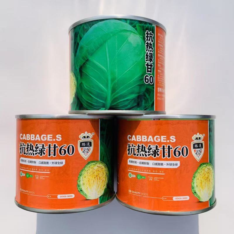 铁头抗热绿甘60包菜种子抗病耐裂结球甘蓝菜高产包心菜种子