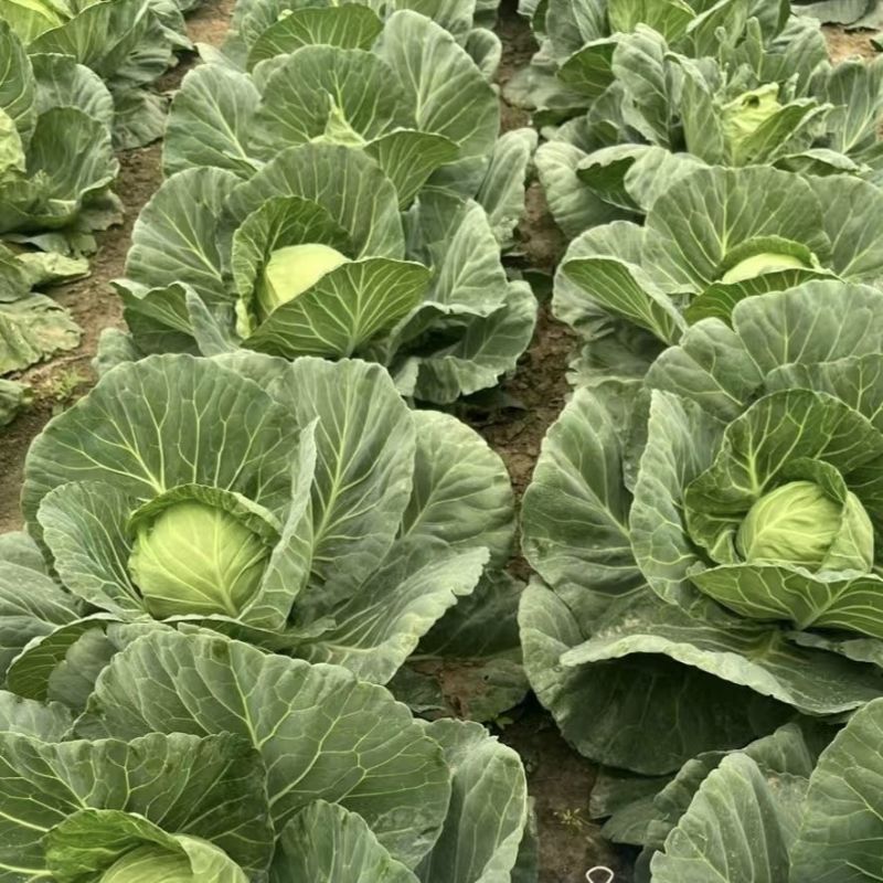 铁头抗热绿甘60包菜种子抗病耐裂结球甘蓝菜高产包心菜种子
