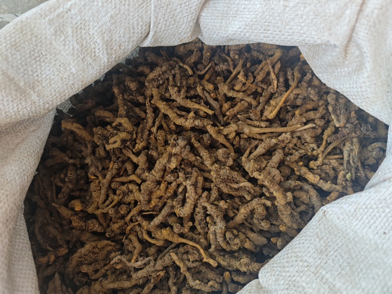 黄连，安徽亳州，产地直供，长江以南大部分地区均有分布。
