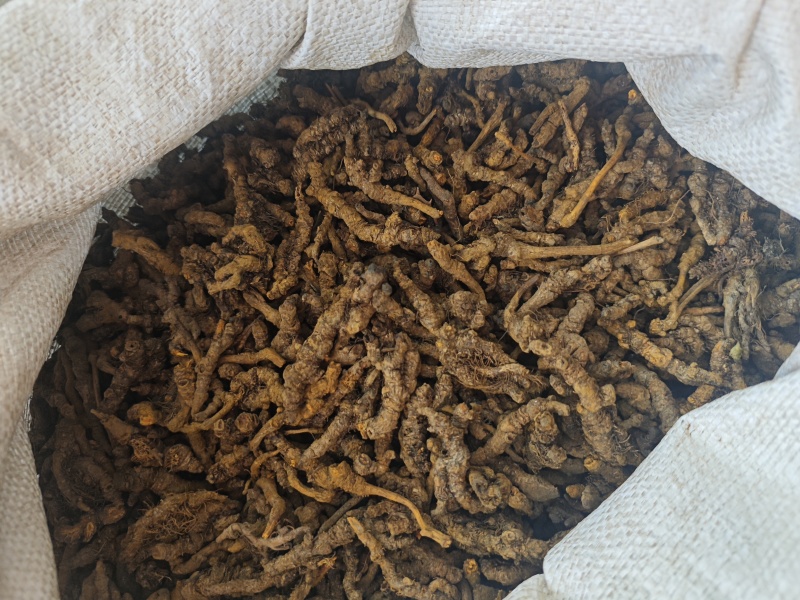 黄连，安徽亳州，产地直供，长江以南大部分地区均有分布。