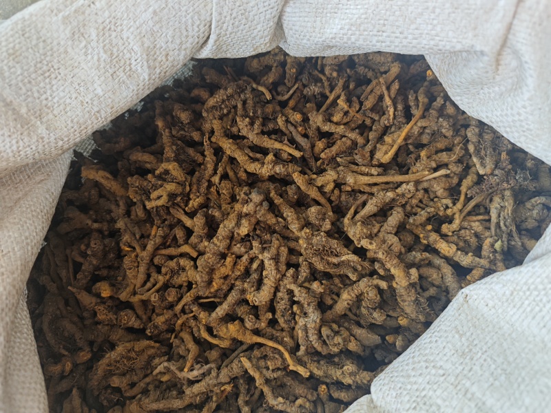 黄连，安徽亳州，产地直供，长江以南大部分地区均有分布。