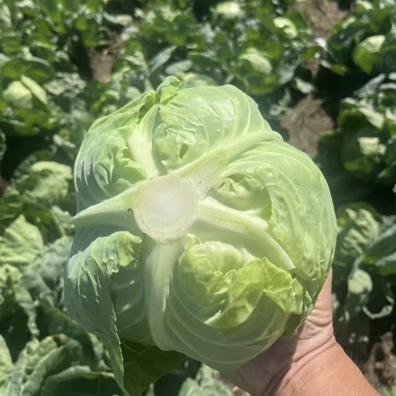 进口绿王甘蓝种子基地优选半松型甘蓝早熟圆球形包心菜种子颜