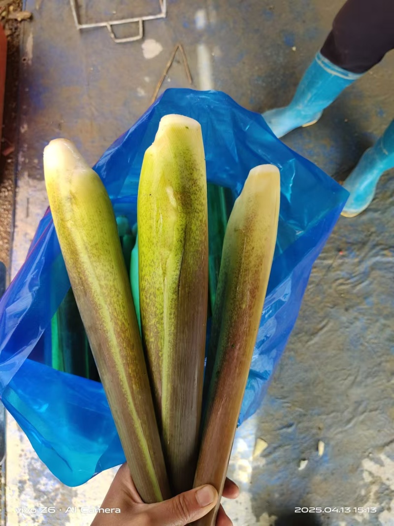 茭白基地直供一手货源，对接电商市场批发商可视频看货