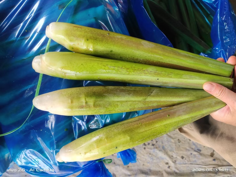 茭白基地直供一手货源，对接电商市场批发商可视频看货