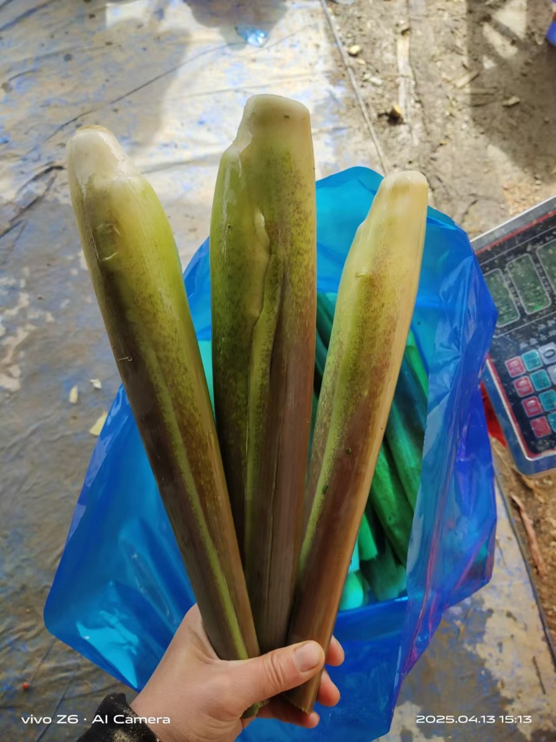 茭白基地直供一手货源，对接电商市场批发商可视频看货