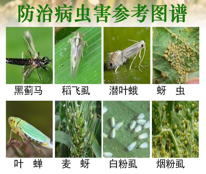 30%噻虫嗪稻飞虱蚜虫蓟马木虱地蛆白粉虱果树正品噻虫嗪批