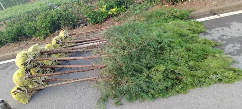侧柏苗营养钵侧柏苗1米左右的侧柏苗大量批发