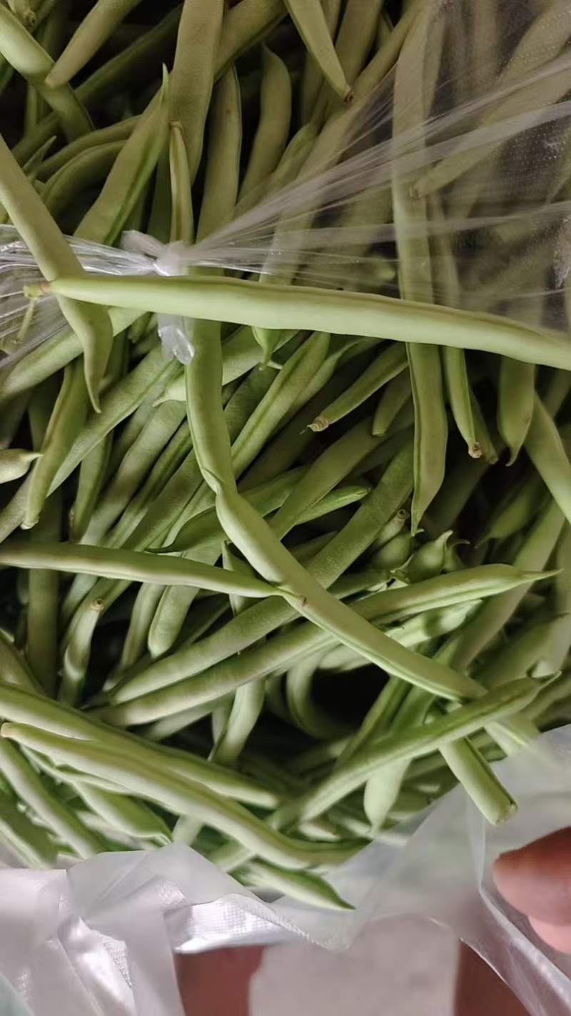 芜湖精品四季豆，梅豆，正在上市中，质量好，品质好，精品货
