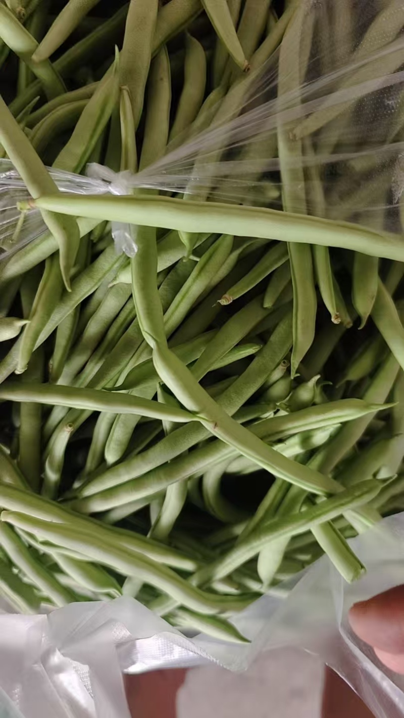 芜湖精品四季豆，梅豆，正在上市中，质量好，品质好，精品货