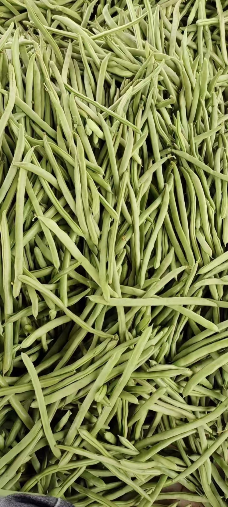 芜湖精品四季豆，梅豆，正在上市中，质量好，品质好，精品货