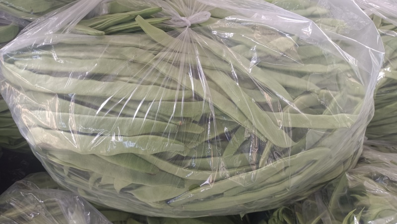 扁芸豆