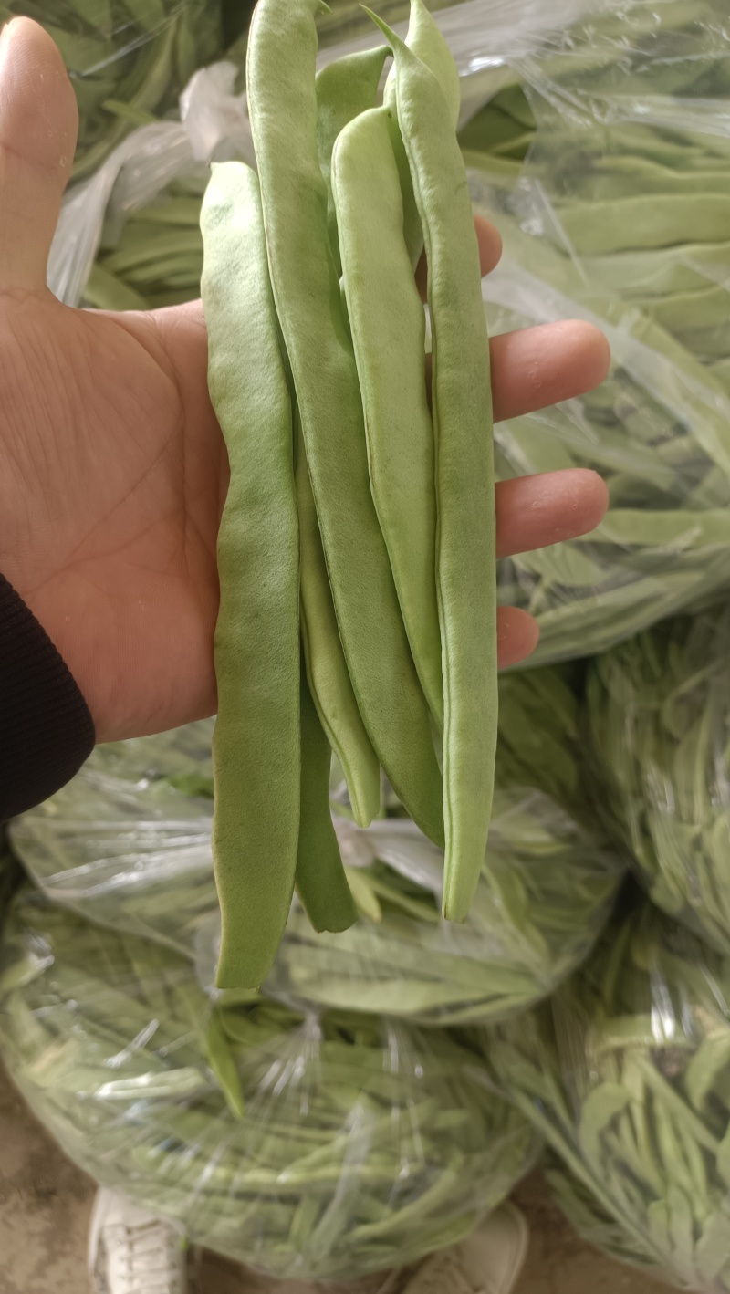 扁芸豆