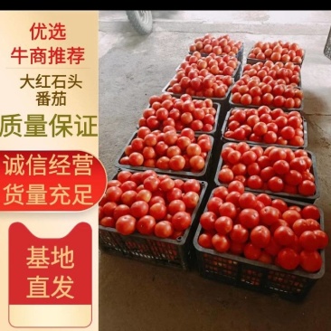 大红石头蕃茄果好