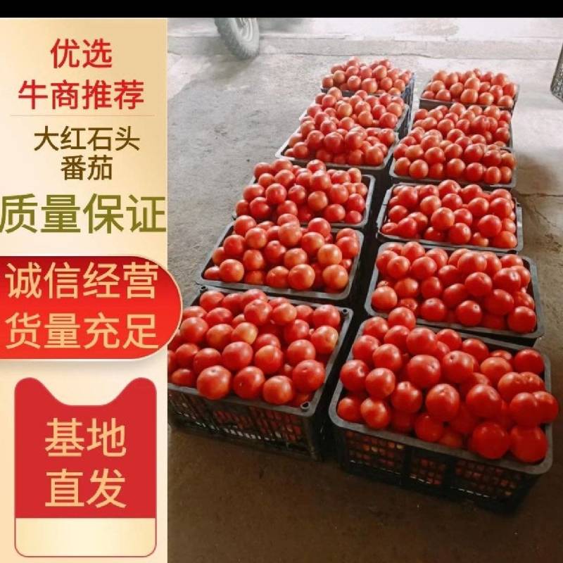 大红石头蕃茄果好