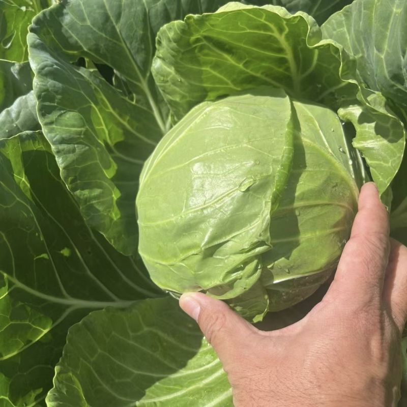 韩绿松甘水果甘蓝种子基地专用耐裂球脆嫩甘甜黄芯包头菜种籽