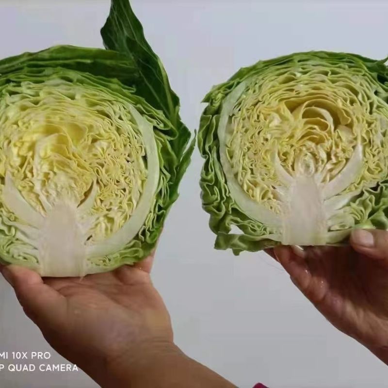 韩绿松甘水果甘蓝种子基地专用耐裂球脆嫩甘甜黄芯包头菜种籽