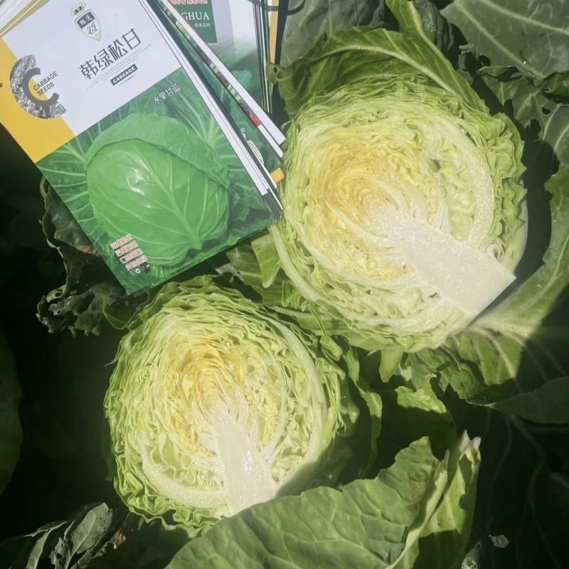 韩绿松甘水果甘蓝种子基地专用耐裂球脆嫩甘甜黄芯包头菜种籽