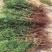 侧柏苗营养钵侧柏苗1米左右的侧柏苗大量批发