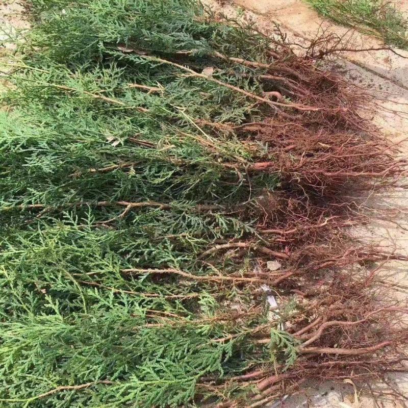 侧柏苗营养钵侧柏苗1米左右的侧柏苗大量批发
