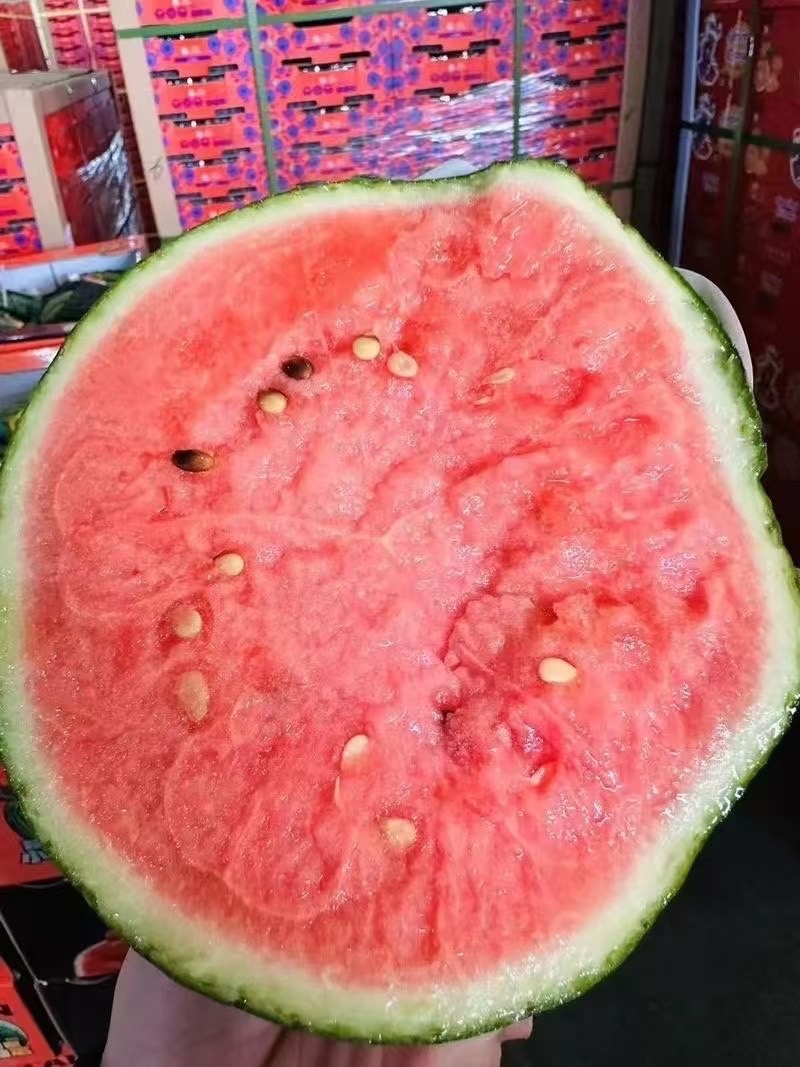 安徽宿州埇桥精品美都西瓜万亩产地直发有籽无籽都有