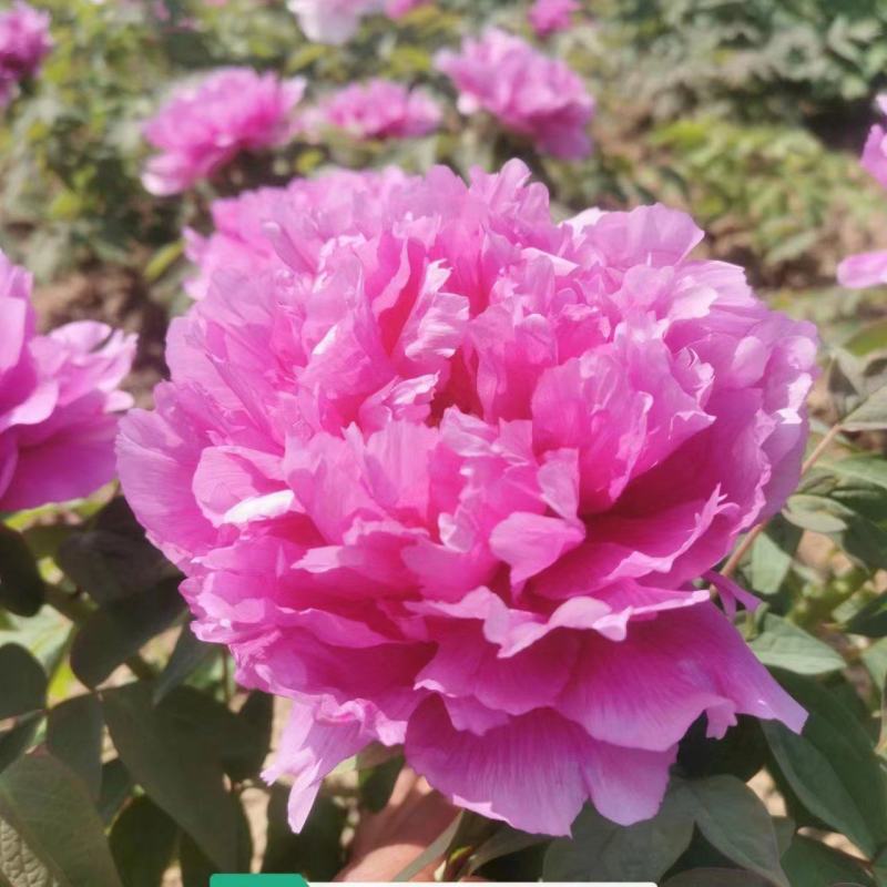 牡丹花小区绿化牡丹家庭庭院种植牡丹花