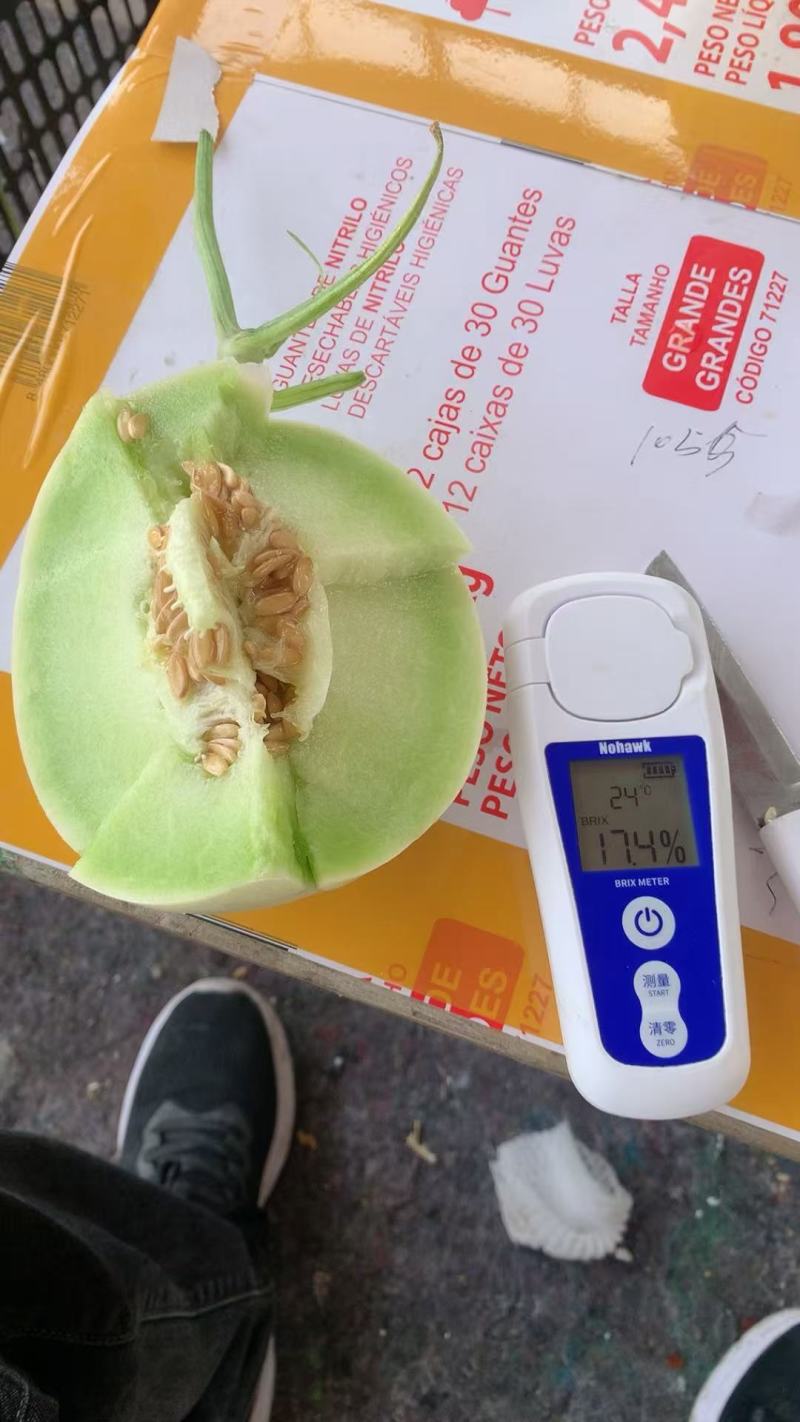 山东翠梨甜瓜新货上市一手货源甜度高汁水足量大价优品质保证