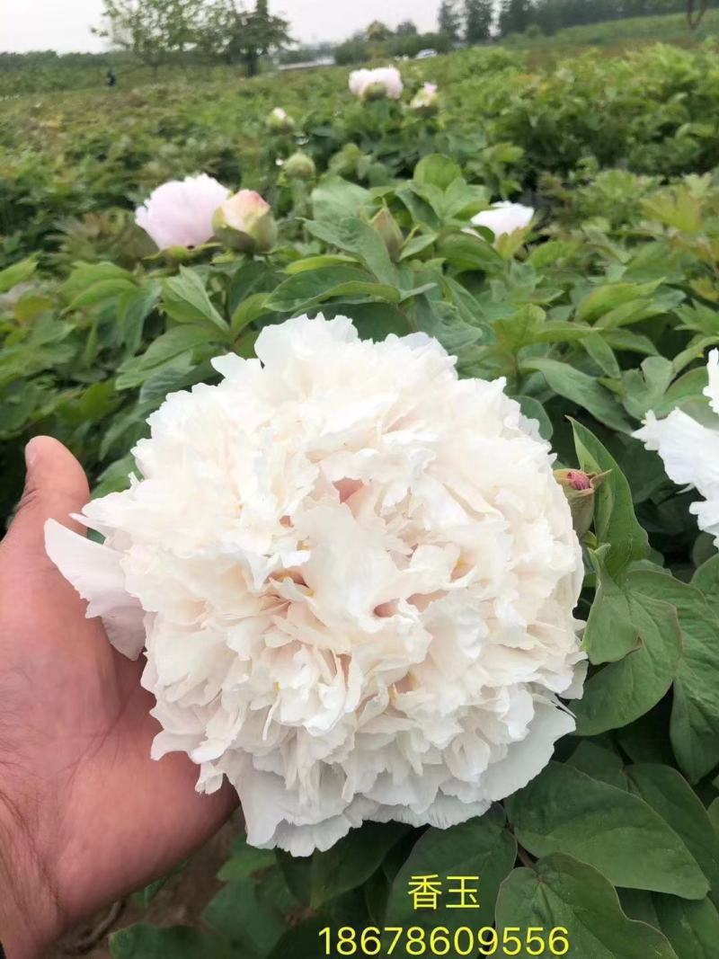 牡丹花小区绿化牡丹家庭庭院种植牡丹花