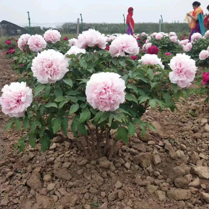 牡丹花小区绿化牡丹家庭庭院种植牡丹花