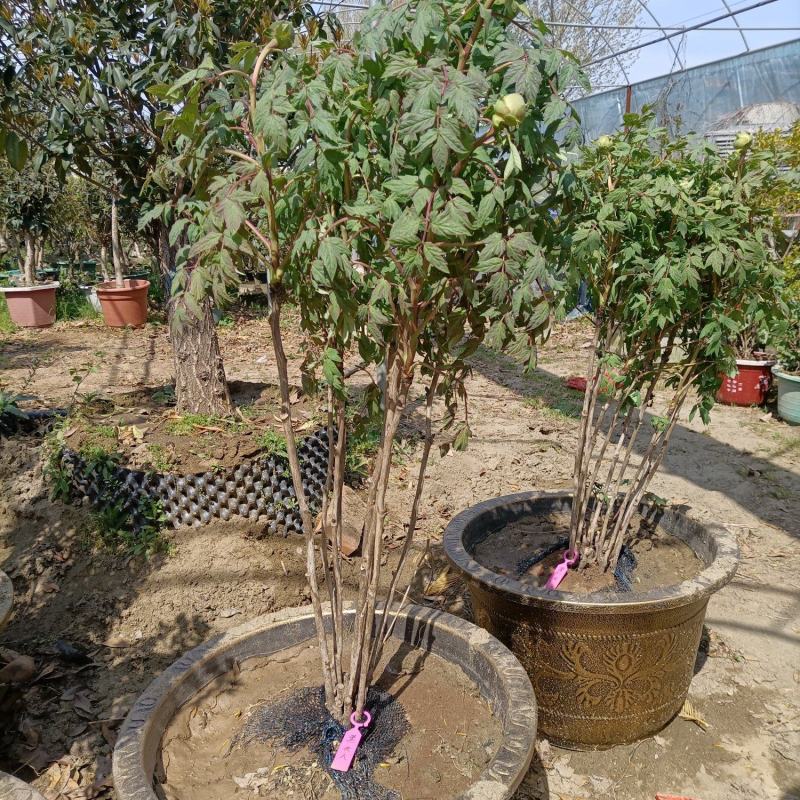 牡丹花小区绿化牡丹家庭庭院种植牡丹花