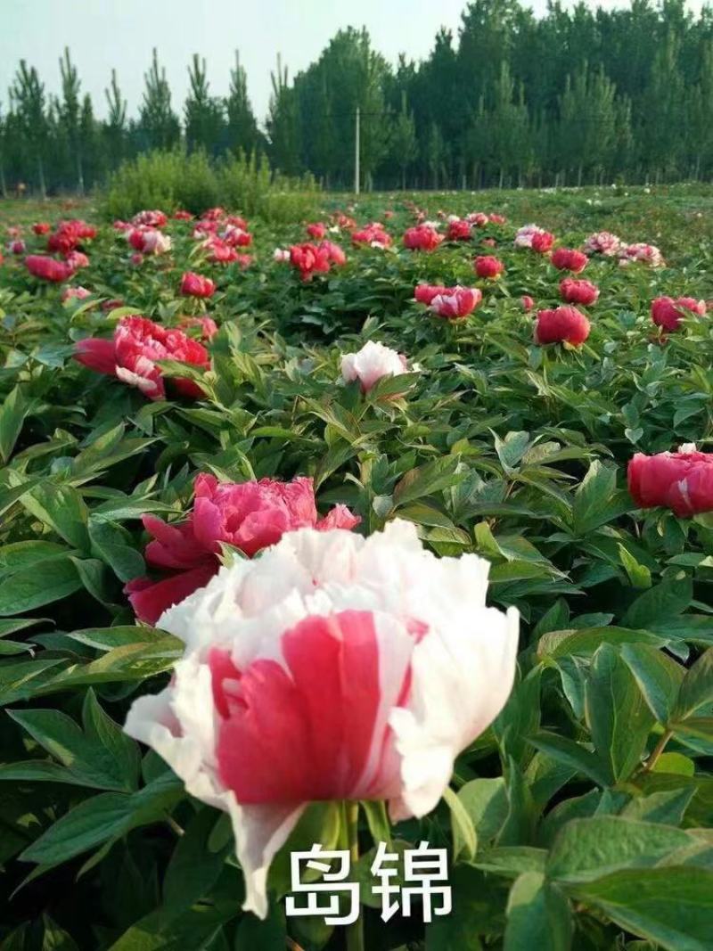 牡丹花小区绿化牡丹家庭庭院种植牡丹花