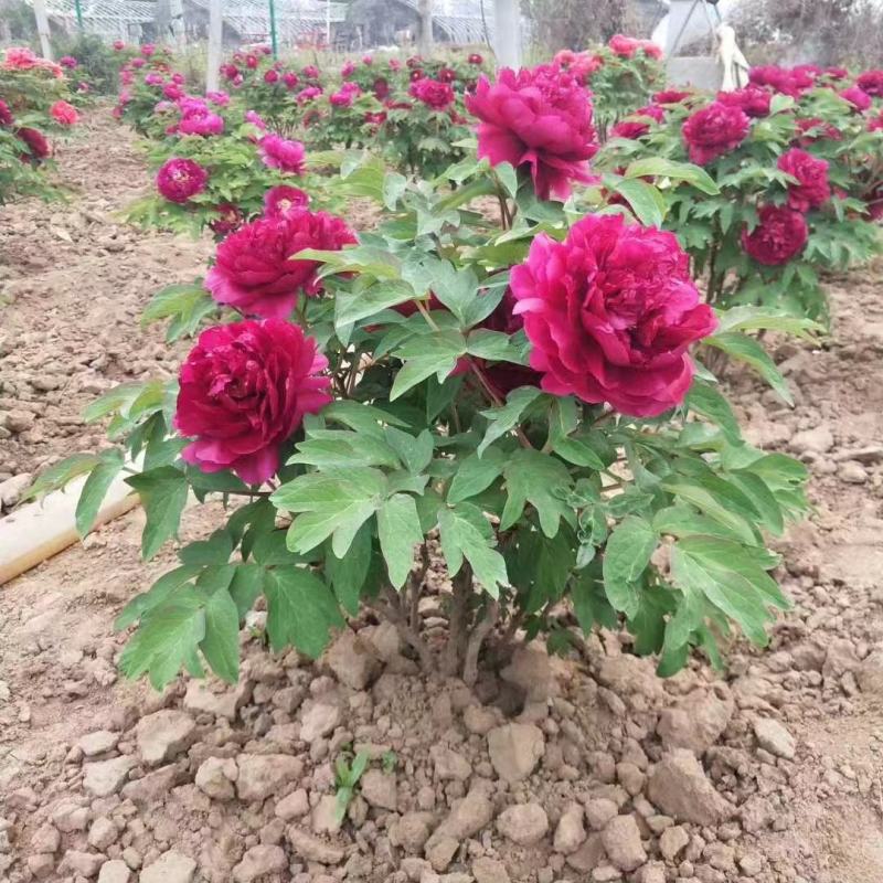 牡丹花小区绿化牡丹家庭庭院种植牡丹花
