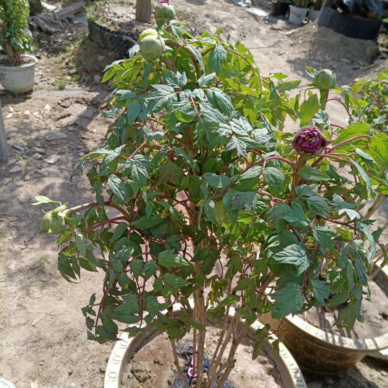 牡丹花小区绿化牡丹家庭庭院种植牡丹花