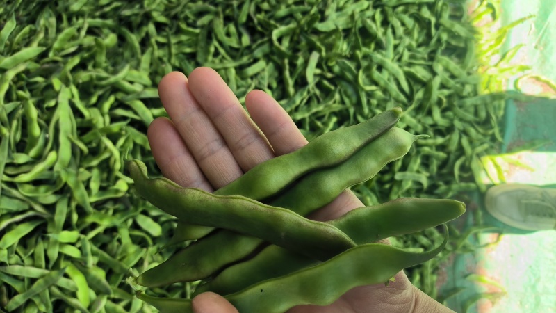 精品四季豆油豆