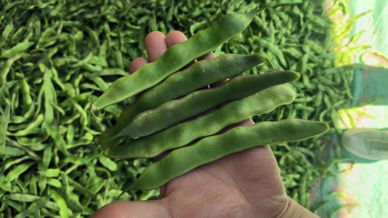 精品四季豆油豆