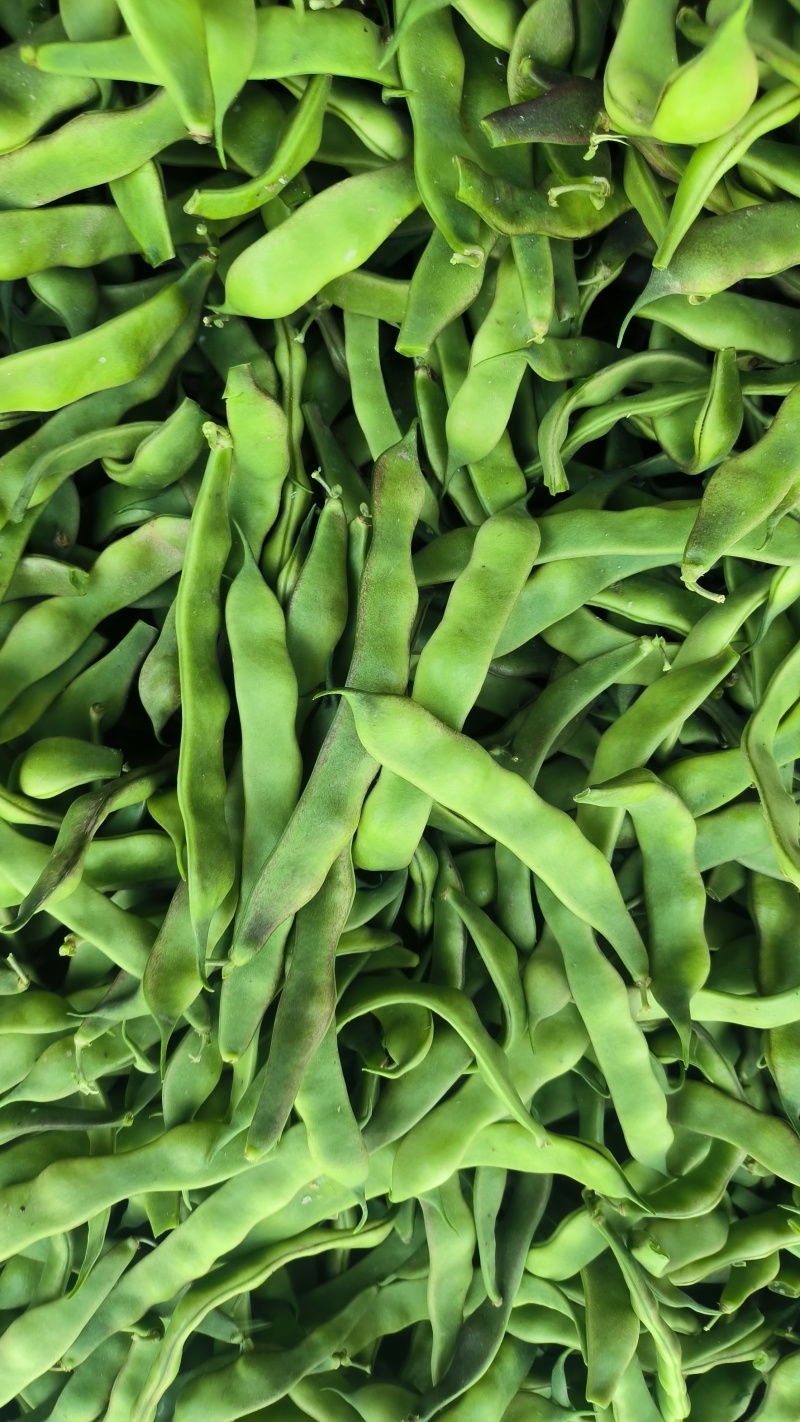 精品四季豆油豆