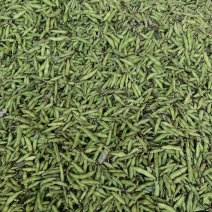 四川胡豆，质量精品