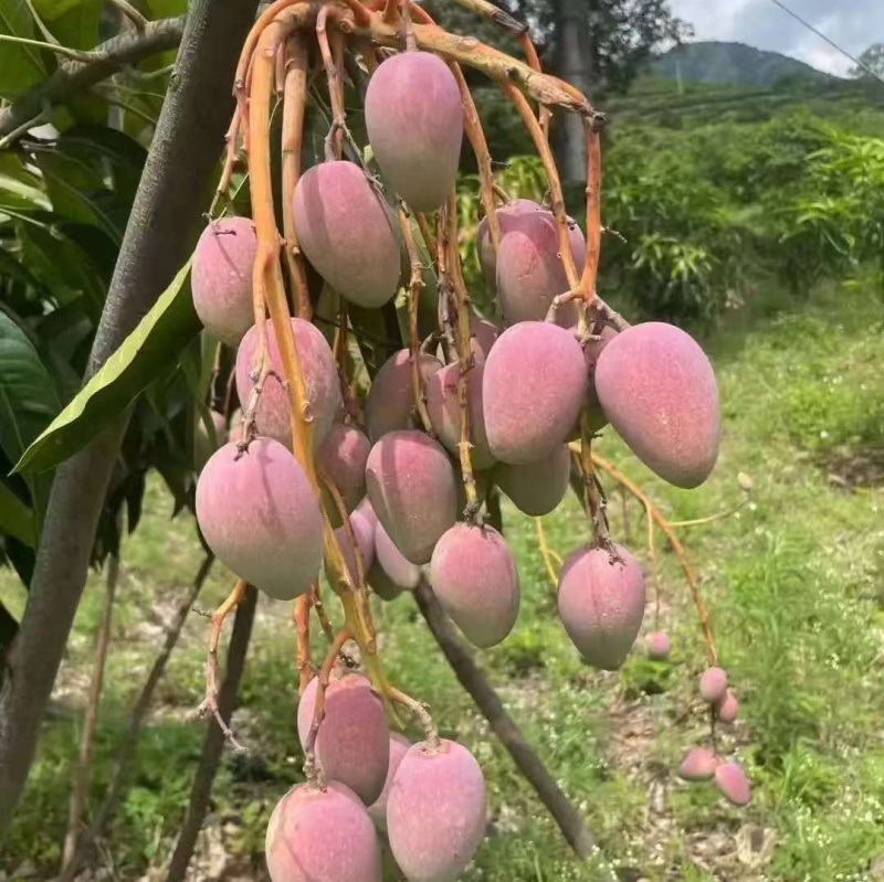 云南一手货源，精品，通货都有。
