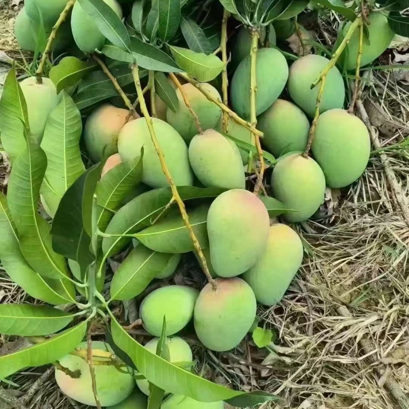 云南一手货源，精品，通货都有。