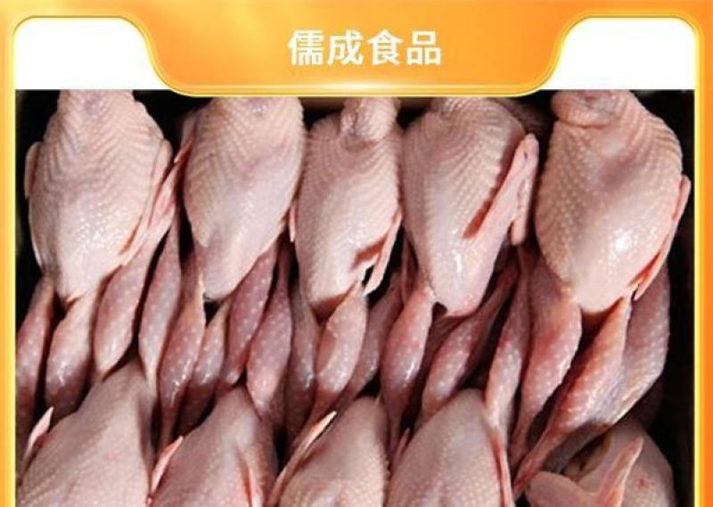 白条乳鸽