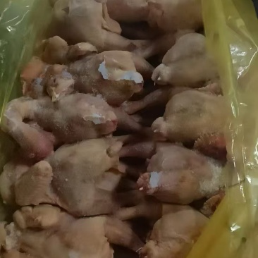 二级三黄鸡