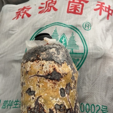 优质品牌蜜环菌种，欢迎来电咨询