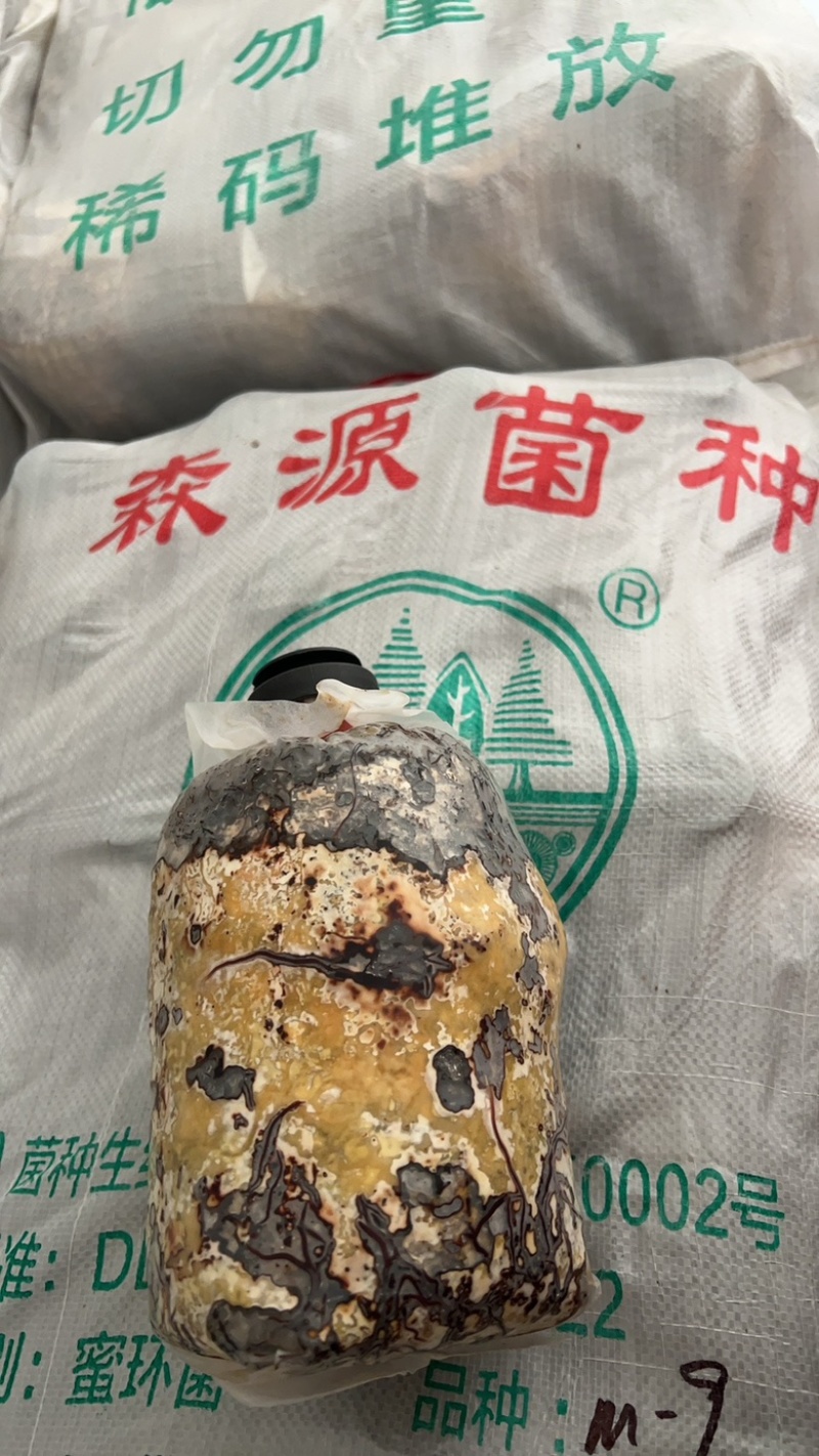 优质品牌蜜环菌种，欢迎来电咨询